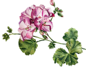 Geranium