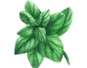 Marjoram