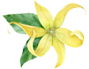 Ylang Ylang